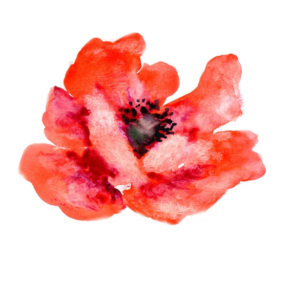 Acuarela flor amapola —  Fotos de Stock
