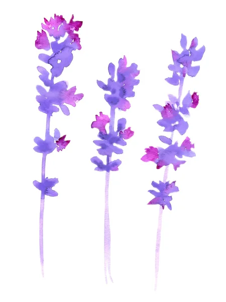 Aquarell Lavendel Set — Stockfoto