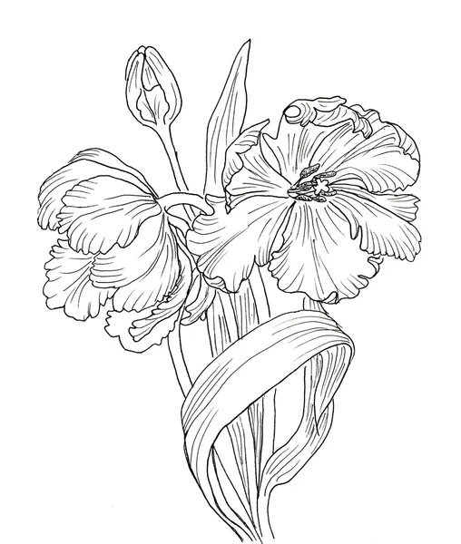 Hand drawn decorative tulips for your design — Stock Photo, Image