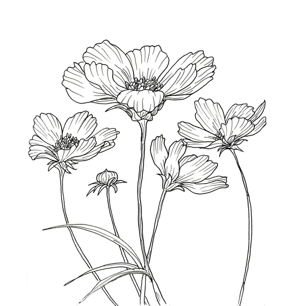 Line ink drawing of cosmos flower — Stock Photo, Image