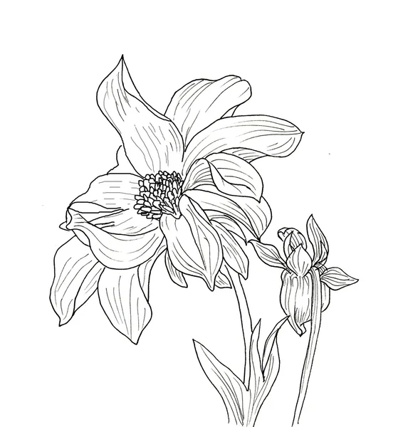 Linia atrament rysunek kwiatu dalii — Zdjęcie stockowe