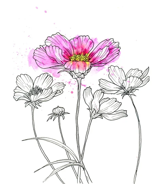 Dibujo de tinta de línea de flor cosmos — Foto de Stock