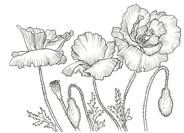 Disegno d'inchiostro di linea di fiore — Foto Stock