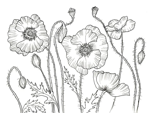 Linia atrament rysunek kwiatu — Zdjęcie stockowe