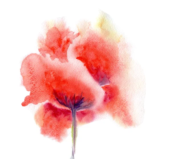 Akvarel květ máku — Stock fotografie