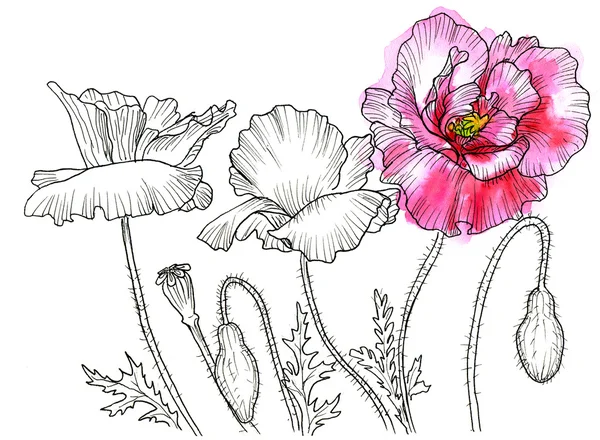 Çizgi mürekkep çizim çiçek — Stok fotoğraf