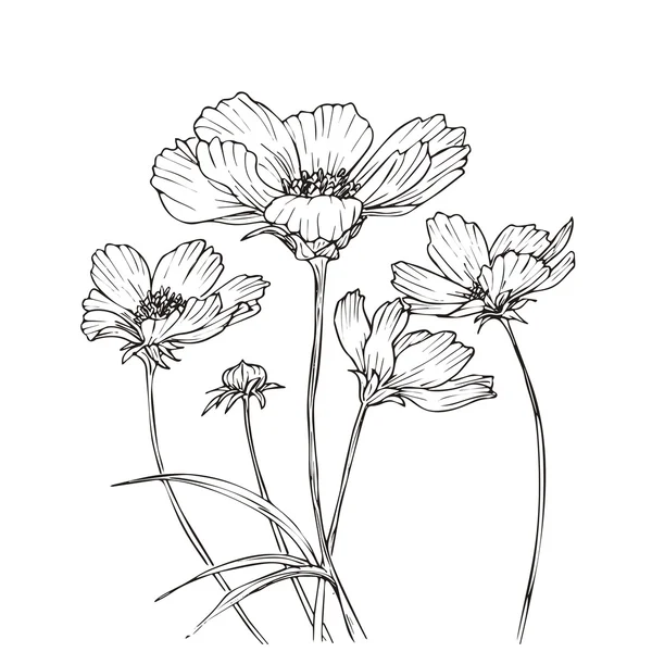 Vector dibujado a mano con flores cosmos — Archivo Imágenes Vectoriales