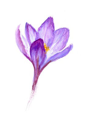 Çiğdem çiçek kardelen