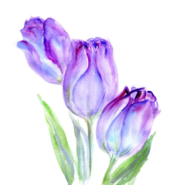 Aquarell lila Tulpen Blume — Stockfoto