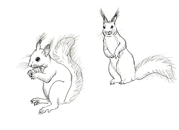 Hand drawn squirrel — Stock Photo, Image
