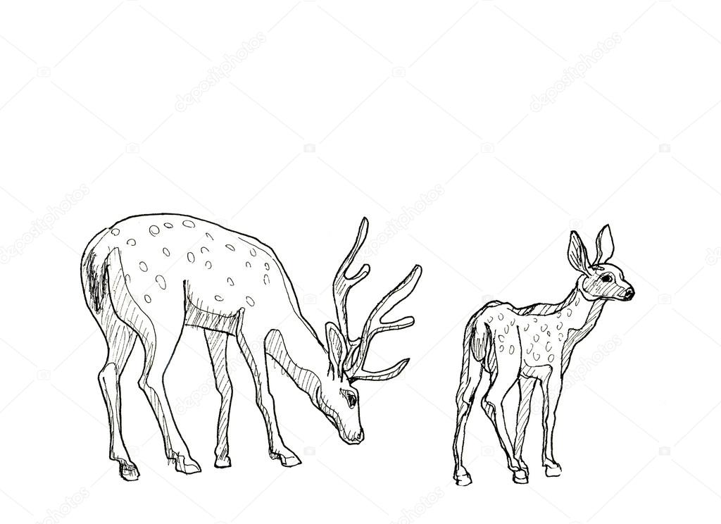 無料イラスト画像 綺麗なリアル かわいい 鹿 イラスト