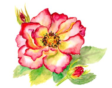 Vintage suluboya parlak kırmızı gül