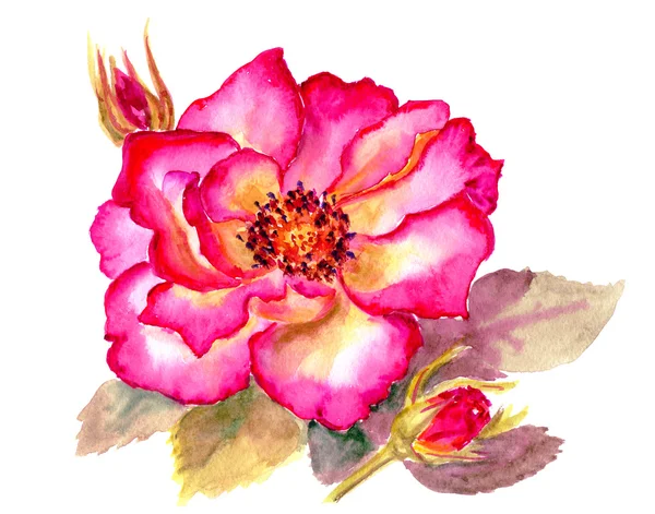 ビンテージ水彩明るい赤いバラ — ストック写真