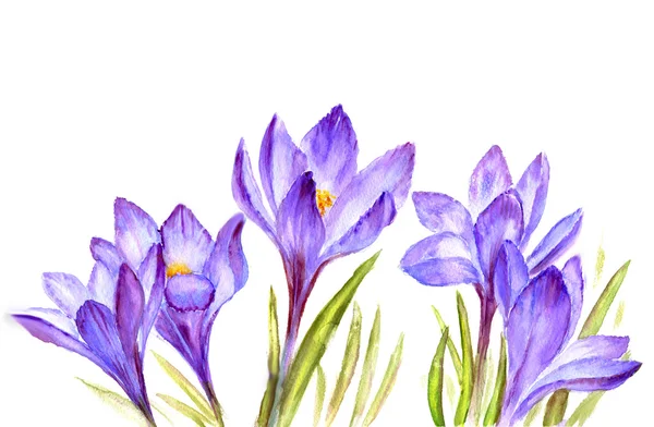 Crocus bloemen snowdrop — Stockfoto