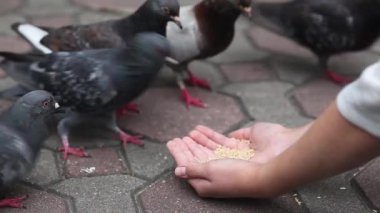 Parkta güvercinleri elle besleyen çekici, mutlu bir el. Yakın plan.