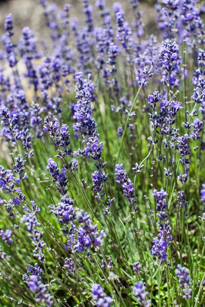 Blooming lavender at summer — Stock Photo, Image