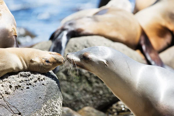 Sea lions at the rocks — Stock Photo, Image