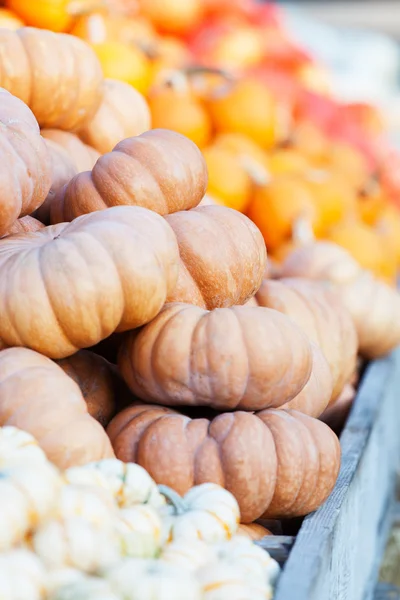 Stapel van verschillende pumpkins — Stockfoto