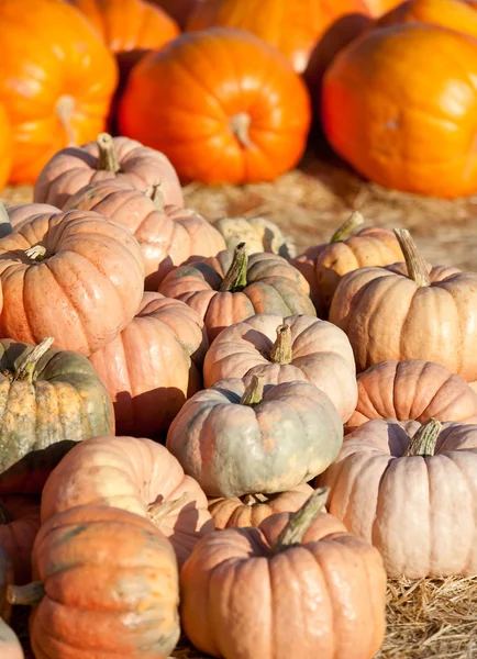 Pompoen patch — Stockfoto