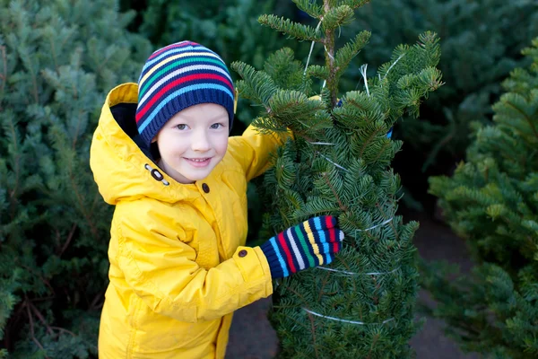 Acquisto albero di Natale — Foto Stock