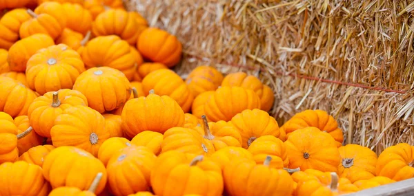 Pumpkin patch — Stockfoto