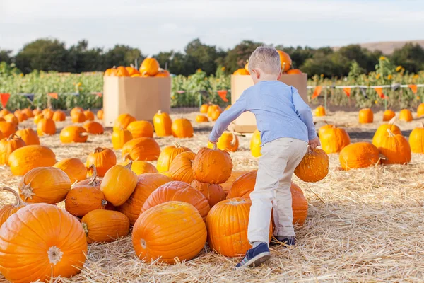 Kid at pumpkin patch — Stock Photo, Image