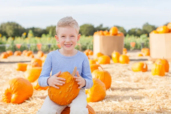 Pompoen patch — Stockfoto