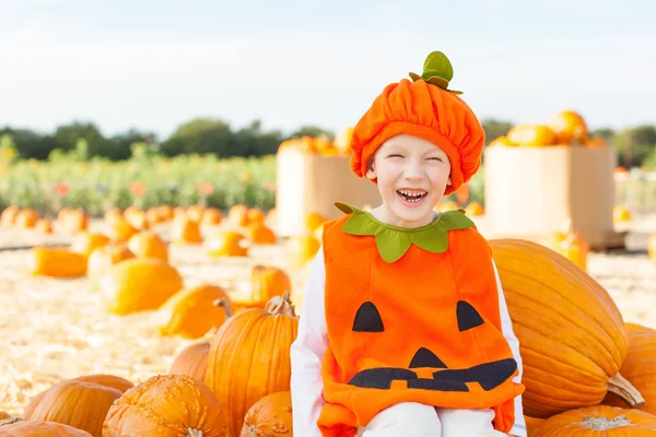 Pompoen patch — Stockfoto