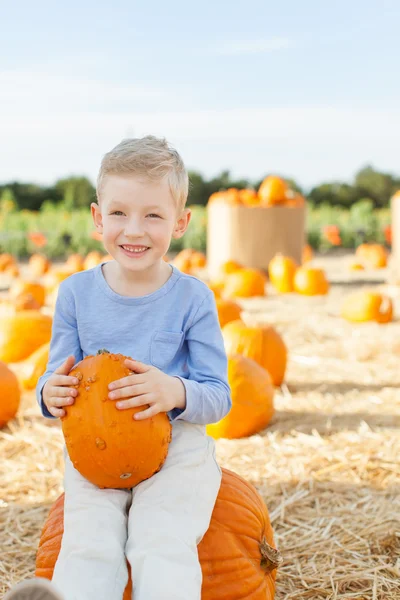 Parche de calabaza — Foto de Stock