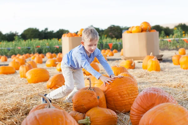 Kid at pumpkin patch — Stock Photo, Image