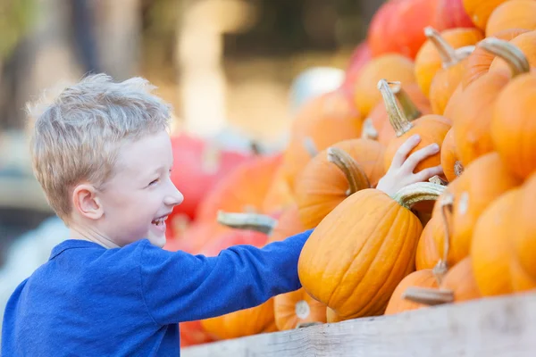 Niño en el parche de calabaza — Foto de Stock