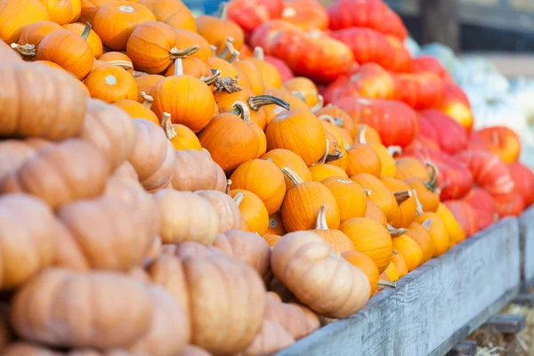 Varietà di zucche — Foto Stock