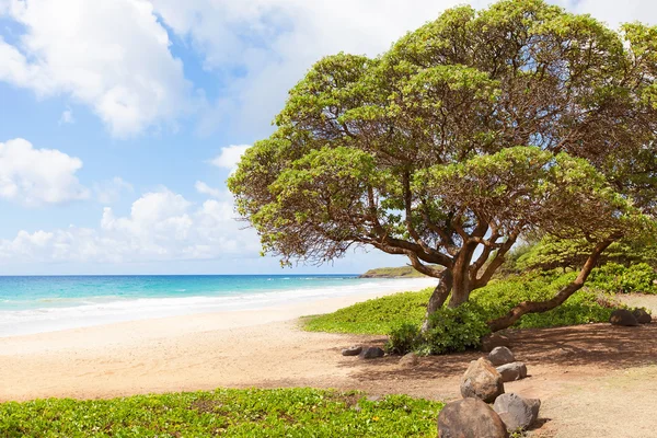 Kealia praia na ilha de kauai — Fotografia de Stock