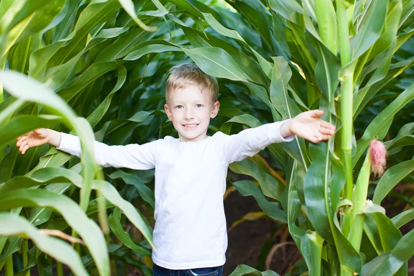 Niño en laberinto de maíz — Foto de Stock