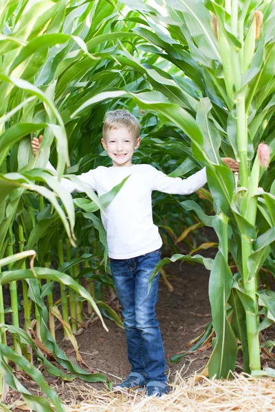 Дитина в кукурудзяному лабіринті — стокове фото