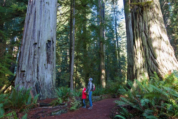 Family in redwood forest — Stock Photo, Image