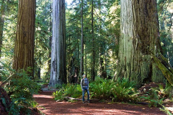 Homem na floresta sequoia — Fotografia de Stock