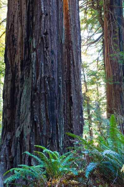 Redwood national park — Stock Photo, Image
