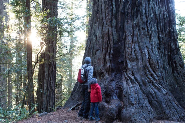 Οικογένεια στο redwoods δάσος — Φωτογραφία Αρχείου