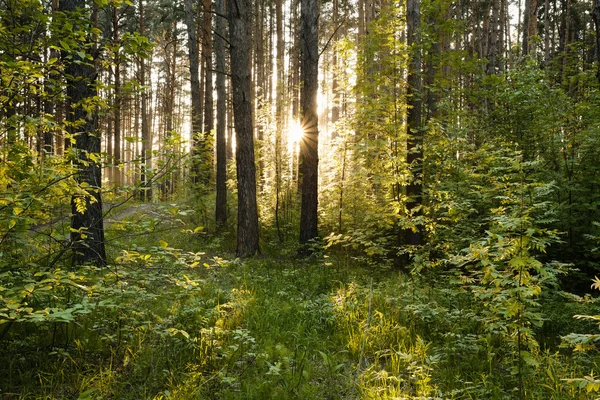 Solnedgång i skogen — Stockfoto