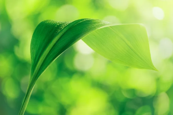 Zielony liść na tle bokeh — Zdjęcie stockowe