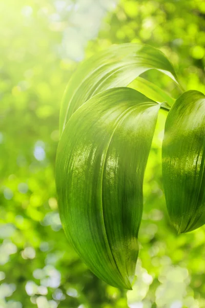 Zöld levelek a bokeh háttér — Stock Fotó