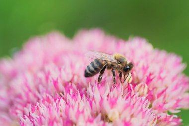 Bal arıları Spiraea çiçeğinden polen ve nektar toplar. Makro çekim.