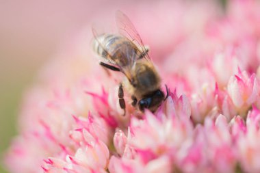 Bal arıları Spiraea çiçeğinden polen ve nektar toplar. Makro çekim.