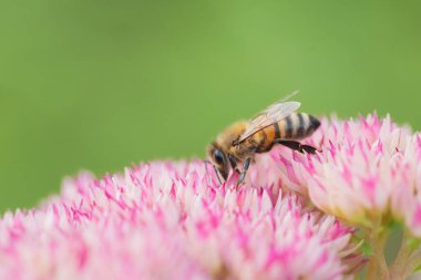 Bal arıları Spiraea çiçeğinden polen ve nektar toplar. Makro çekim.