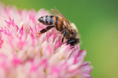 Bal arıları Spiraea çiçeğinden polen ve nektar toplar. Makro çekim.