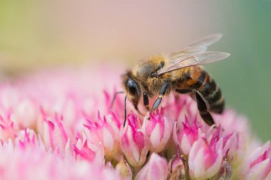 Bal arıları Spiraea çiçeğinden polen ve nektar toplar. Makro çekim.