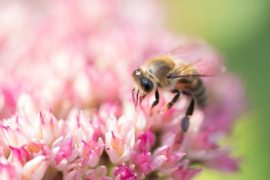 Bal arıları Spiraea çiçeğinden polen ve nektar toplar. Makro çekim.
