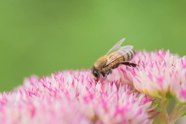 Bal arıları Spiraea çiçeğinden polen ve nektar toplar. Makro çekim.