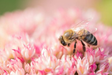 Bal arıları Spiraea çiçeğinden polen ve nektar toplar. Makro çekim.
